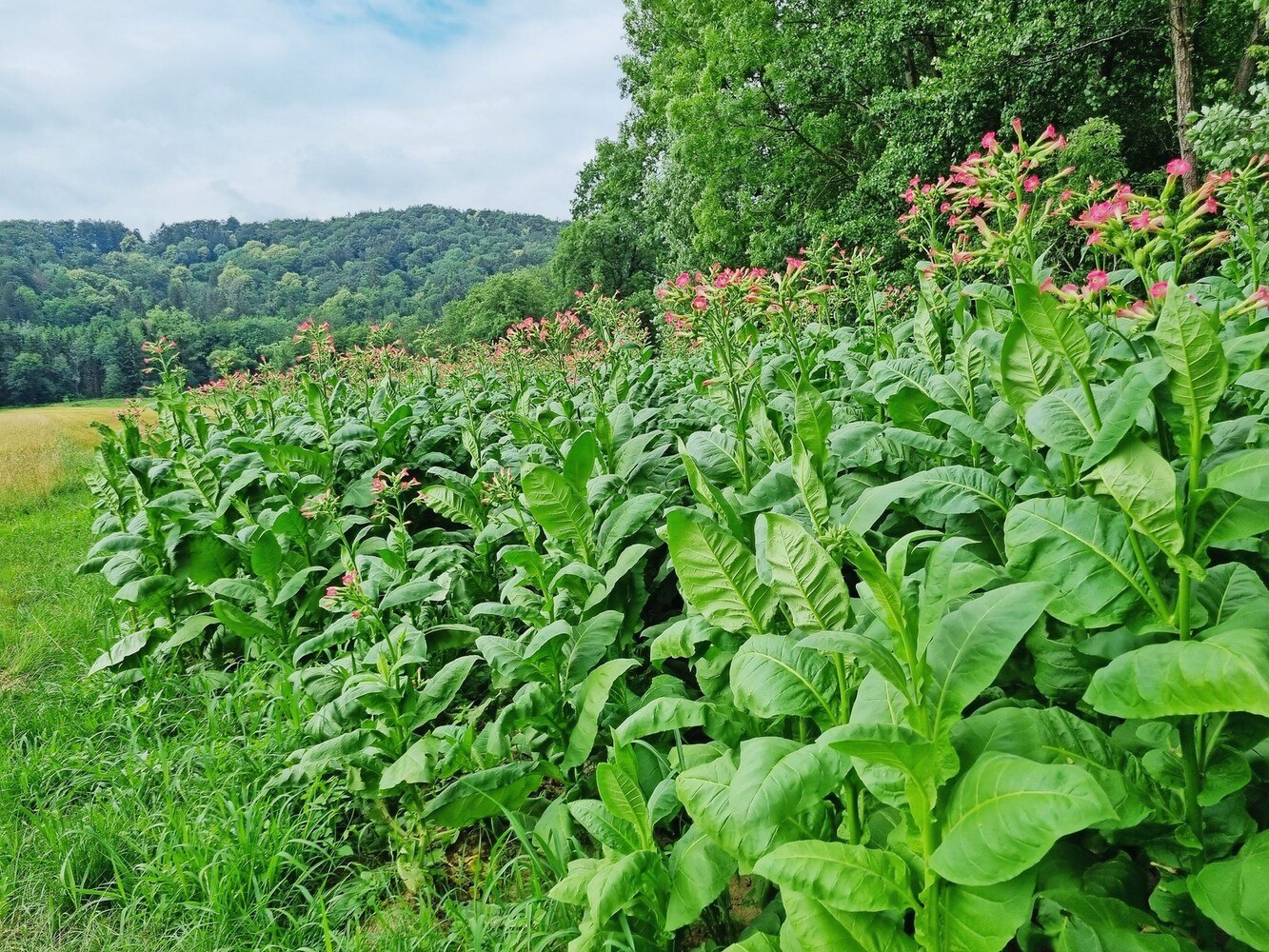 In der Nähe von St. Peter am Ottersbach im steirischen Vulkanland werden jedes Jahr 5.000 Tabakpflanzen der Sorten Korso und Havanna von Hand gesetzt und sorgsam gepflegt. 
  © Weinhof Rauch